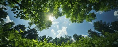 Looking up at the green tops of trees, Generative AI photo