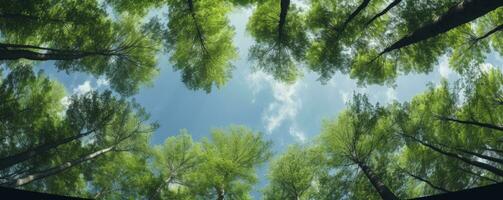 Looking up at the green tops of trees, Generative AI photo