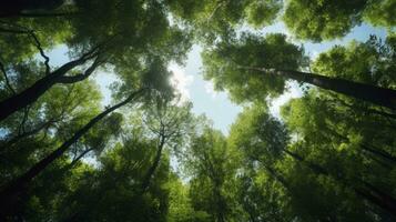 Looking up at the green tops of trees, Generative AI photo