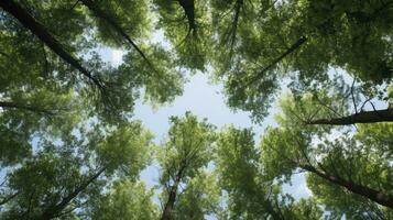 Looking up at the green tops of trees, Generative AI photo
