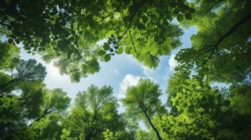 Looking up at the green tops of trees, Generative AI photo