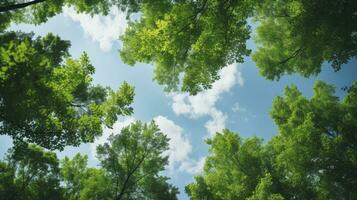 Looking up at the green tops of trees, Generative AI photo