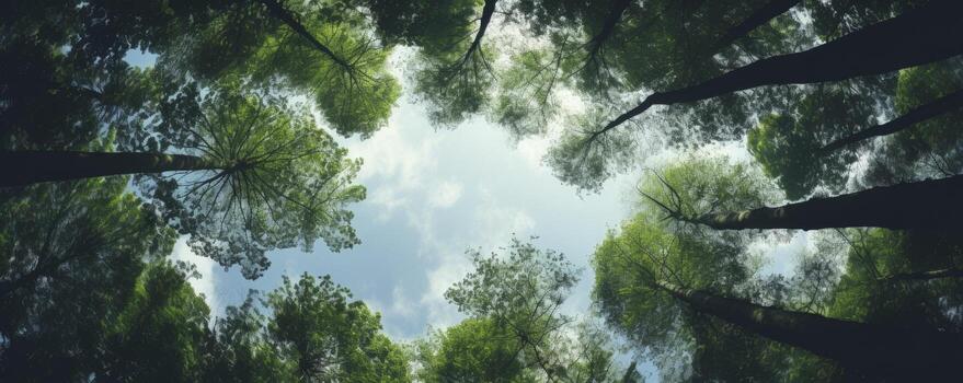 Looking up at the green tops of trees, Generative AI photo