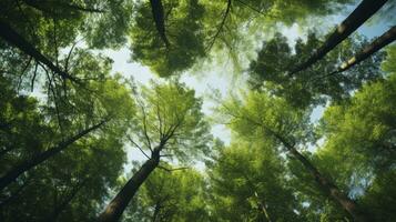 Looking up at the green tops of trees, Generative AI photo