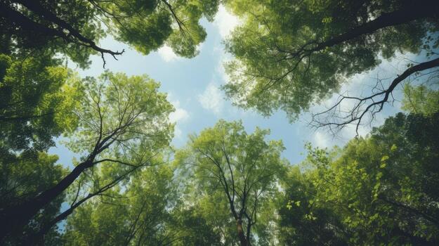 Looking up at the green tops of trees, Generative AI photo