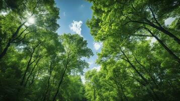 Looking up at the green tops of trees, Generative AI photo