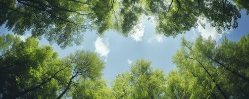 Looking up at the green tops of trees, Generative AI photo