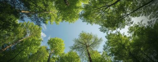 Looking up at the green tops of trees, Generative AI photo