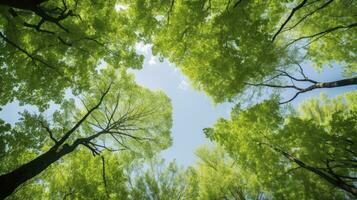 Looking up at the green tops of trees, Generative AI photo