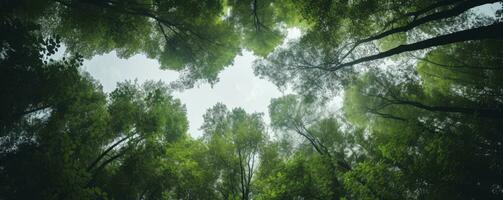 Looking up at the green tops of trees, Generative AI photo