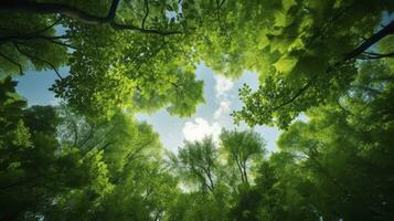 Looking up at the green tops of trees, Generative AI photo