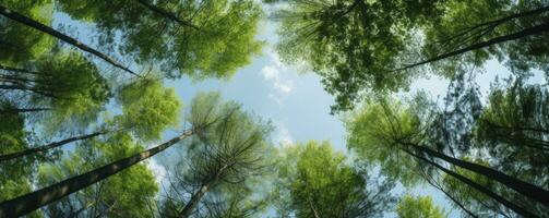 Looking up at the green tops of trees, Generative AI photo