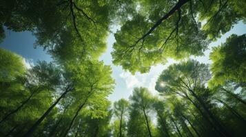 mirando arriba a el verde tapas de árboles, generativo ai foto