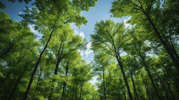 Looking up at the green tops of trees, Generative AI photo