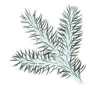 spruce branch vector stock illustration. Pine coniferous tree, evergreen close-up. Needles on a fir branch. Isolated on a white background.