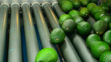 Avocados pieces fruit in packaging line video