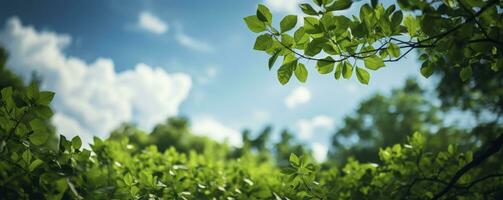 Looking up at the green tops of trees, Generative AI photo