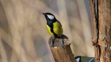 tit on a tree trunk observes the surroundings video