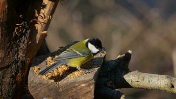 tit on a tree trunk to feed is disturbed by another tit video