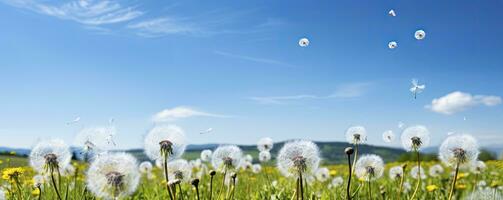 Field with dandelions and blue sky, Generative AI photo