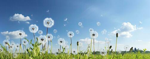 Field with dandelions and blue sky, Generative AI photo