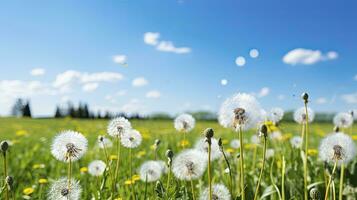 Field with dandelions and blue sky, Generative AI photo