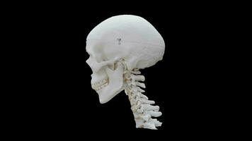 3d rendido humano pescoço e crânio com 360 grau rotativo animação, humano crânio e pescoço osso 3d estrutura com Preto fundo video