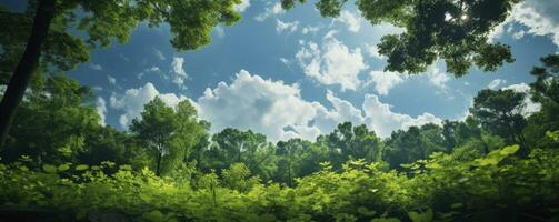 Looking up at the green tops of trees, Generative AI photo