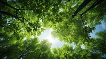 Looking up at the green tops of trees, Generative AI photo