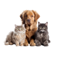 gatos y perro amigos aislado en transparente fondo, creado con generativo ai png