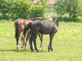 caballos en un prado alemán foto