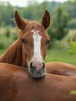 Horses in germany photo