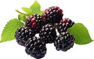 Blackberries png with AI generated.