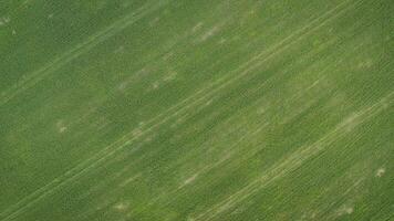 hermosa ver de interminable verde agrícola campo en nublado primavera día. zumbido volador terminado trigo campo cosecha cultivos en el campo. verde trigo en un trigo campo. foto