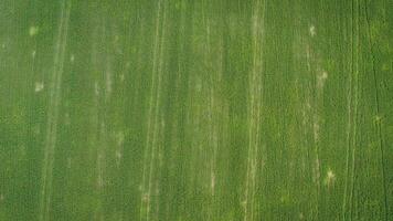 Green wheat field texture. Aerial view of green wheat field with circles of center pivot irrigation system photo