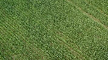 new shoots of a winter wheat on a spring field. Green field with wheat. photo