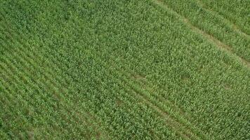 new shoots of a winter wheat on a spring field. Green field with wheat. photo