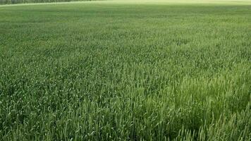 new shoots of a winter wheat on a spring field. Green field with wheat. photo