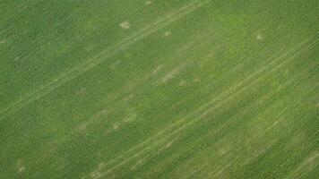 verde trigo campo textura. aéreo ver de verde trigo campo con círculos de centrar pivote irrigación sistema foto