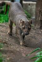 fosa endémica de madagascar corriendo en el camino, cryptoprocta ferox foto