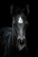 Head portrait of a black horse with black background. Black foal with white dot. photo