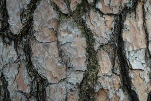 Detail of tree bark. Trunk of a pine tree, pinus. Natural textur photo