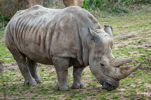 Southern white rhinoceros, Ceratotherium simum simum. Critically endangered animal species. photo