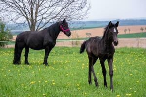 Black mare and foal in the pasture. photo