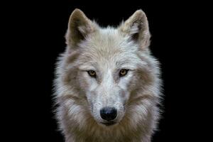 Portrait of arctic wolf isolated on black background. Polar wolf. photo