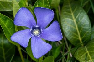 Purple blue flowers of periwinkle, vinca minor photo