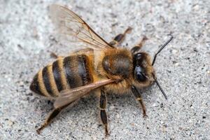 Bee or honey bee on the grey background photo