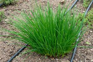 Chives or Allium Schoenoprasum. Chives is an edible herb for use in the kitchen. photo