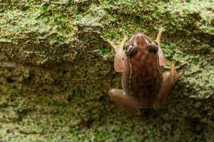 Small Madagascar frog resting on a stone photo