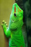 Madagascar giant day gecko, felsuma grandis photo